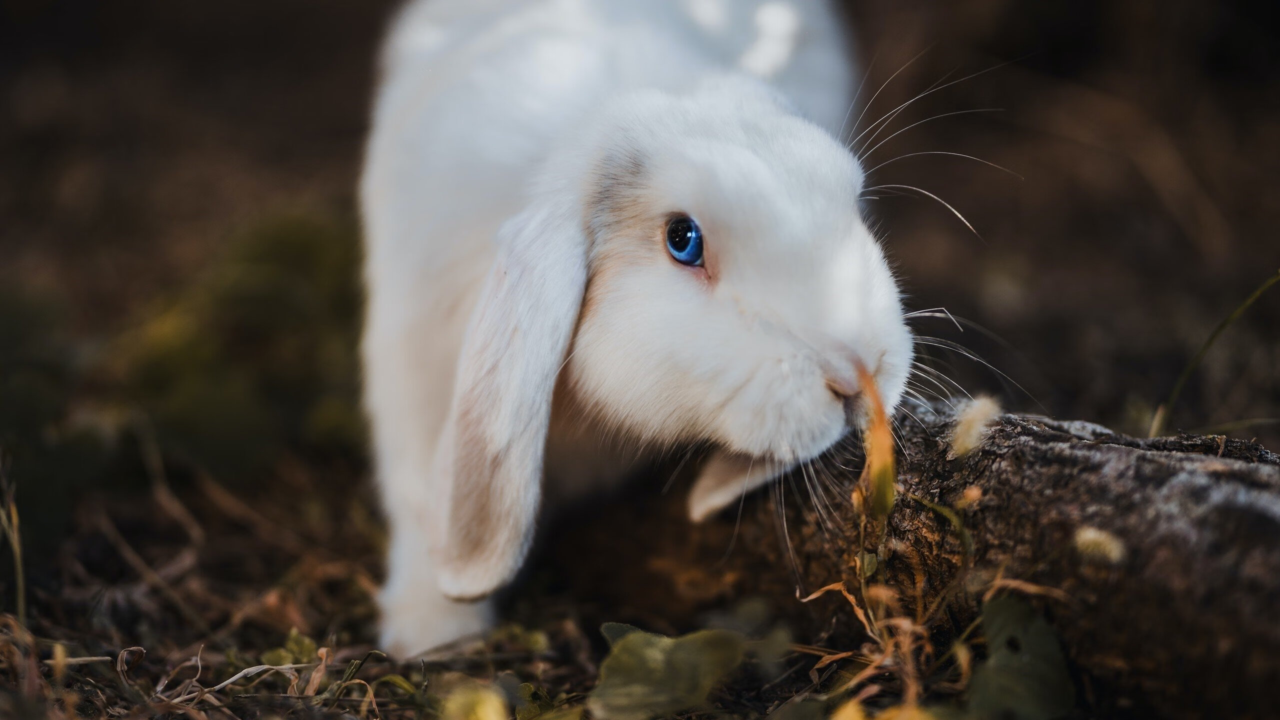 比利时仰泳选手技术细腻,比利时训练